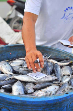 General Santos, Philippines - September 5, 2015: Fisherman are counting tuna from fishing boat at the seaportのeditorial素材