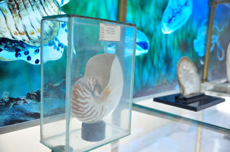 Nha Trang, Vietnam - February 9, 2016: Mummified specimen of all kinds of fish and sea life in liquid are stored and showed to tourists at the Vietnam Institution of Ocean in Nha Trang cityのeditorial素材