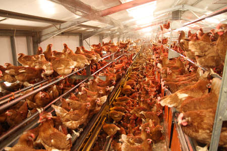 Scotland - July 8, 2015: Young free-range hens at a chicken farm in the Scottish Bordersのeditorial素材
