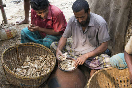 Sylhet, India - March 29, 2016: Production of fermented fish (marine) mainly bashparta at the bank of Surma riverのeditorial素材