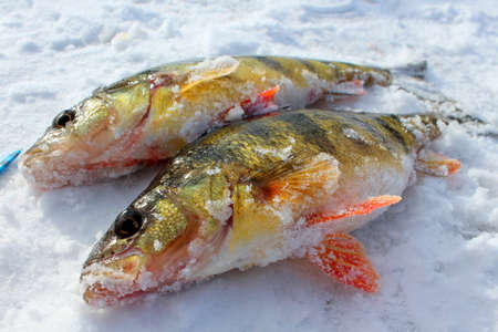 Scotland - January 5, 2016: Fishes are caught on the ice in Scotlandのeditorial素材