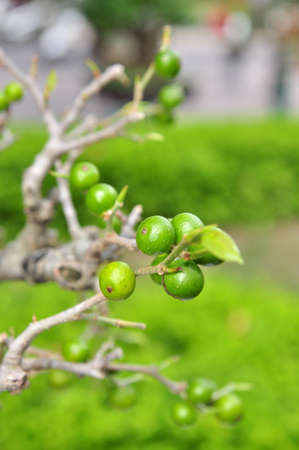 Kumquat in gardenの写真素材