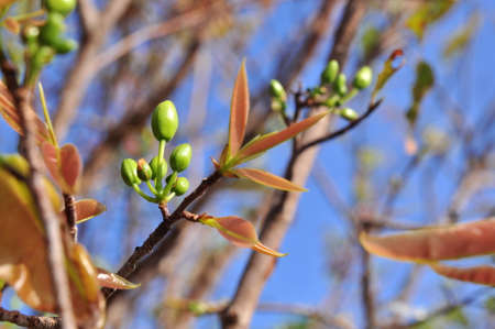 Green apricot bud in the sunの写真素材