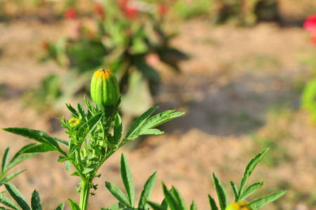 Green bud in the sunの写真素材
