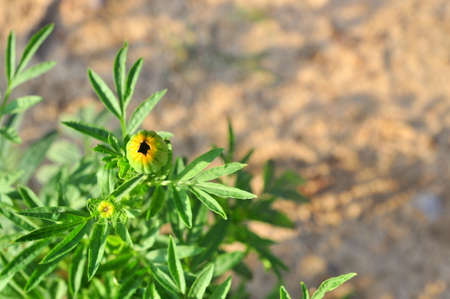 Green bud in the sunの写真素材