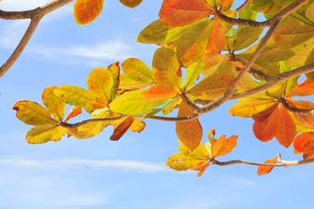 Under tropical almond tree and blue skyの写真素材