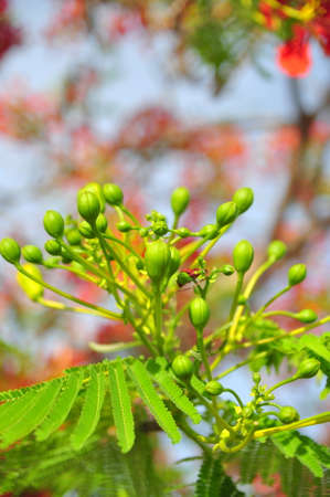 Tropical poinciana red flowersの写真素材