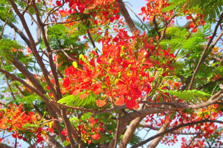 Tropical poinciana red flowers