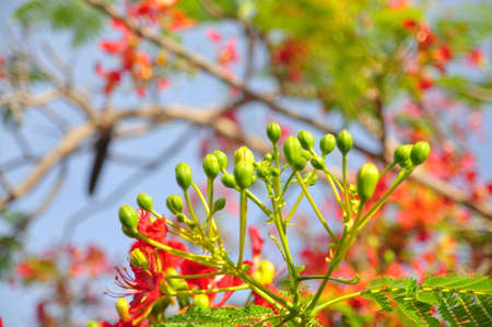 Tropical poinciana red flowersの写真素材