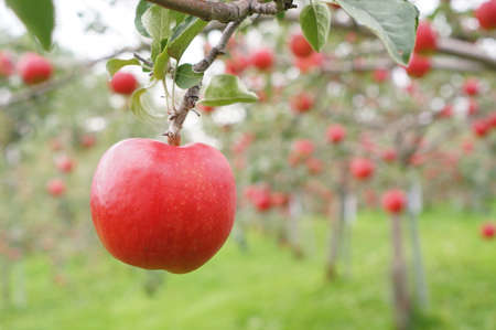 Fresh red apple hanging on the tree in gardenの写真素材