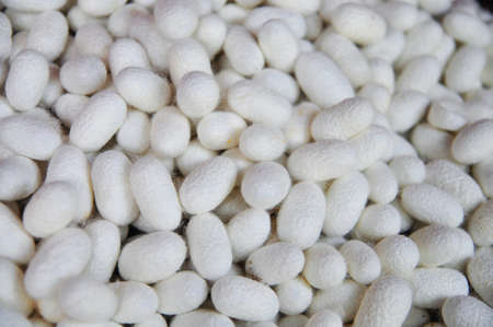 White cocoons of silkworm for making silk in asiaの写真素材