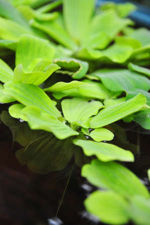 Green duckweeds on water in asiaの写真素材