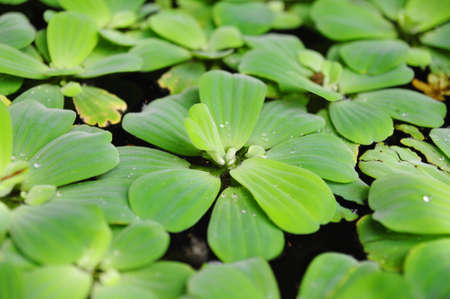 Green duckweeds on water in asiaの写真素材