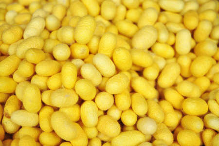 Yellow cocoons of silkworm for making silk in asiaの写真素材