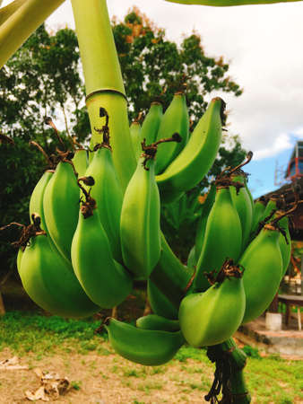 Green banana on tree in gardenの写真素材