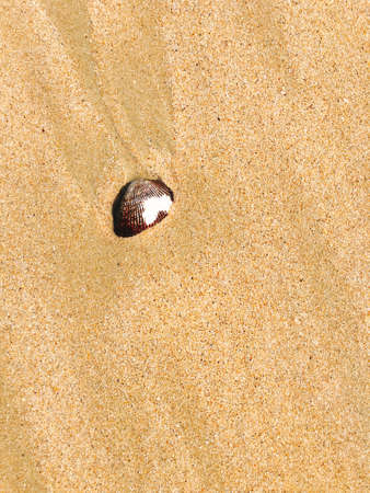 Seashell on the beach with yellow sand