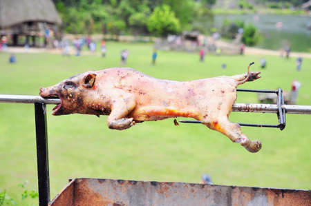 Grilling whole pig on hot charcoal in village in vietnamの写真素材