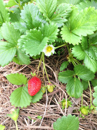 Ripe red strawberry on planting fieldの写真素材