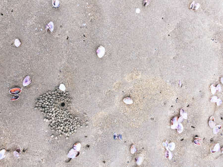 Sea shells and snail on the sand beachの写真素材