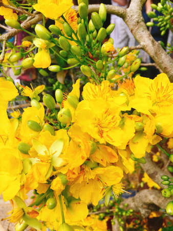 Yellow Apricot flower for Tet holiday in Vietnamの写真素材