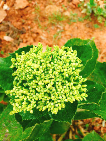 Hydrangea macrophylla flower