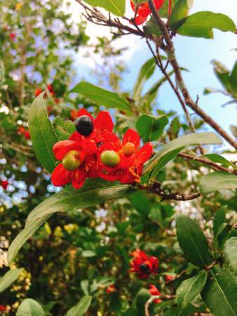 Red Apricot blossom on Tet holiday in Vietnamの写真素材