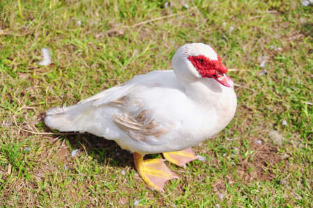 White goose or musk duck on green grassの写真素材