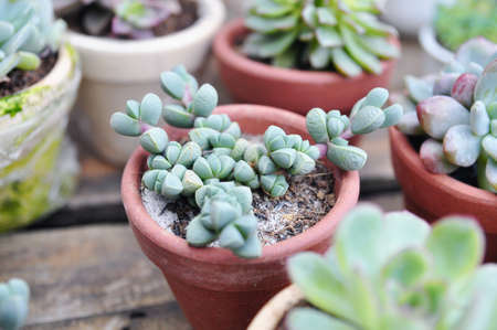 A succulent plant in asiaの写真素材