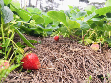 Ripe red strawberry on planting fieldの写真素材
