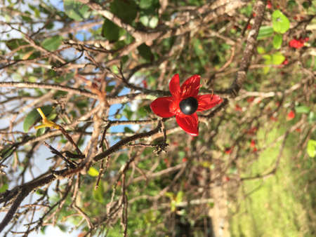 Red Apricot blossom on Tet holiday in Vietnamの写真素材
