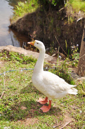 White goose or musk duck on green grassの写真素材