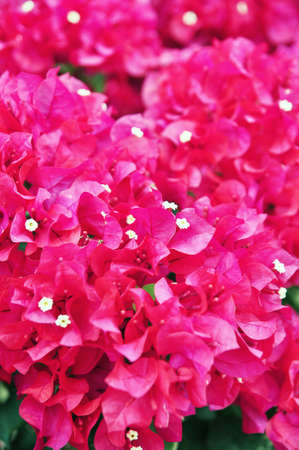Purple Bougainvillea blossomの写真素材