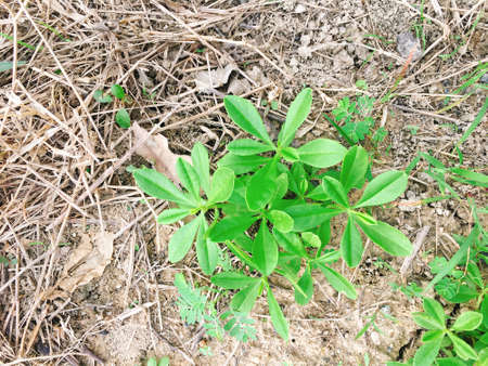 Green bud on the groundの写真素材