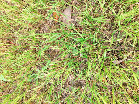 Green grassの写真素材