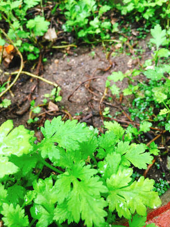 Green Wormwood vegetables in garden potの写真素材