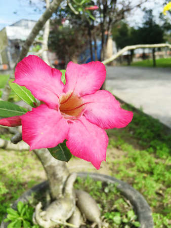 Red Champa flower in gardenの写真素材