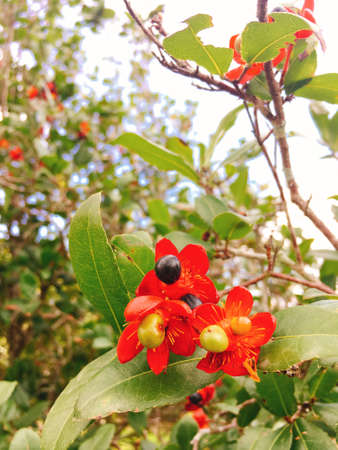 Red Apricot blossom on Tet holiday in Vietnamの写真素材
