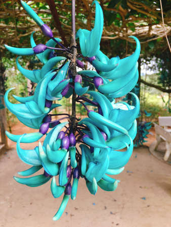 Strongylodon macrobotrys commonly known as jade vine, emerald vine or turquoise jade vineの写真素材