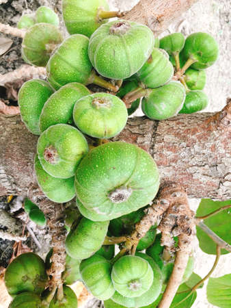 Green fig fruit on tree in asia