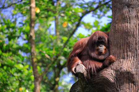 An old ape hanging on a tree in the botanic gardenの写真素材