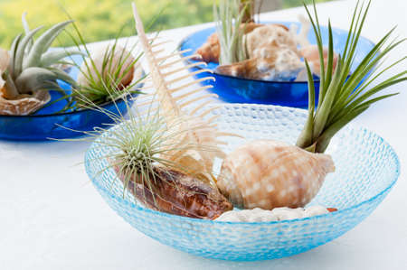 Seashell in blue bowl with green plant in tropical beachの写真素材