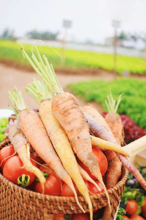 Basket of colorful produce with carrot, tomatoes on green fieldの写真素材