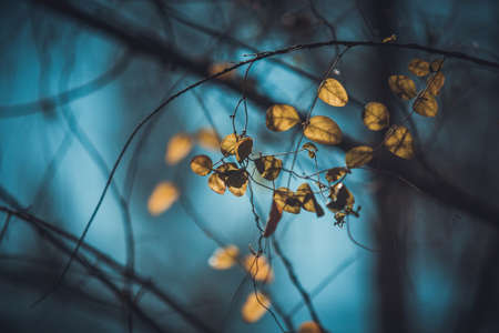 leaves