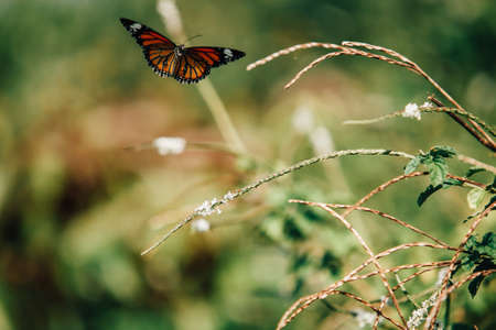 butterflyの写真素材