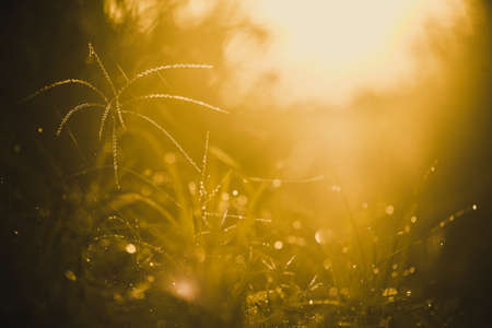 Leaf shower under the sunの写真素材