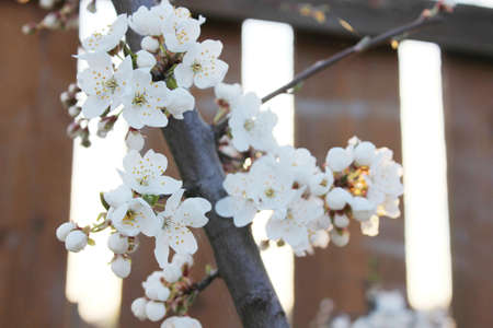 Blooming beautiful tree, blooming garden