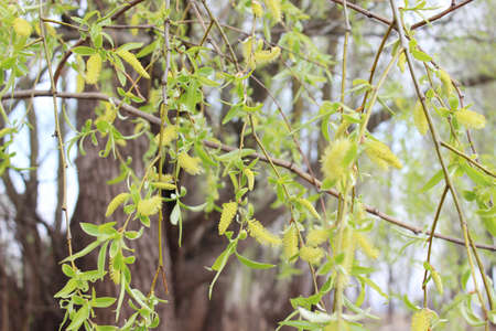 weeping willow in the forestの写真素材