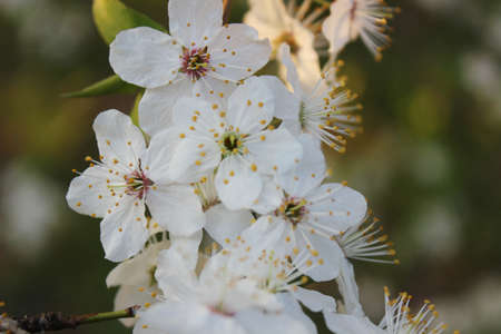 Blooming cherry orchard spring blooming trees