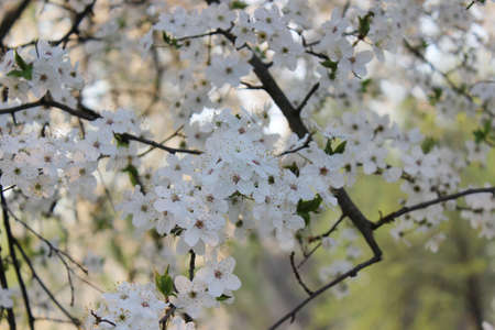 Blooming cherry orchard spring blooming trees