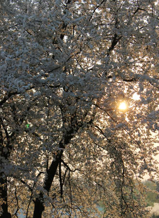 Blooming cherry orchard spring blooming trees